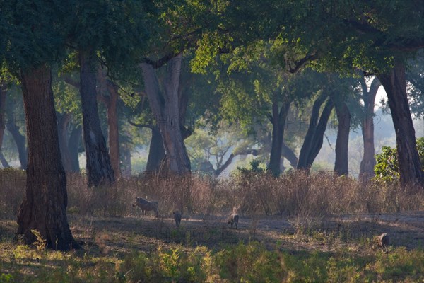 Scenic view of warthog feeding in the Feidherbia woodlands at Mana Pools