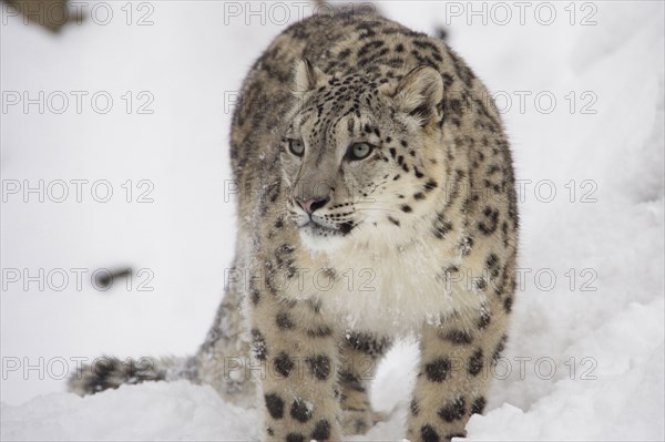 Snow Leopard standing in snow