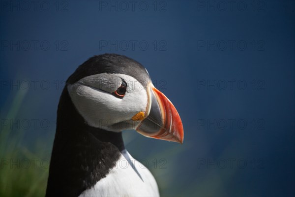 Puffin (Fratercula arctica), Staffa, off Isle of Mull, Scotland, United Kingdom