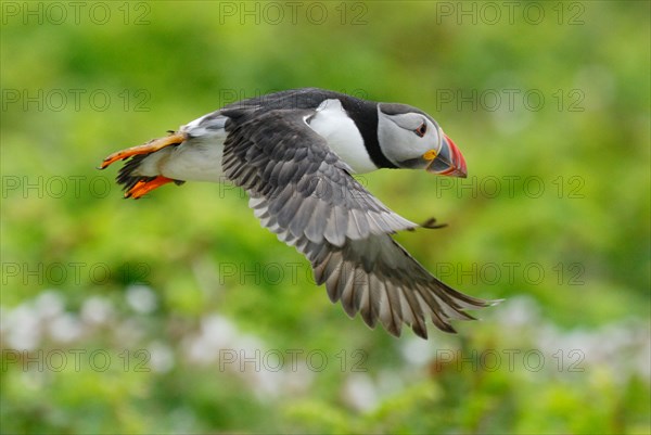 Puffin (Fratercula arctica) flying over Skomer Island, Wales, UK.