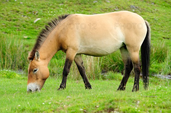 Przewalski's Horse, Highland Wildlife Park, Kincraig, Kingussie, Scotland