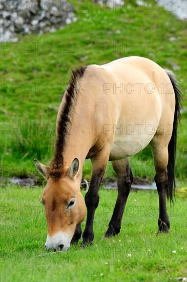 Przewalski's Horse, Highland Wildlife Park, Kincraig, Kingussie, Scotland