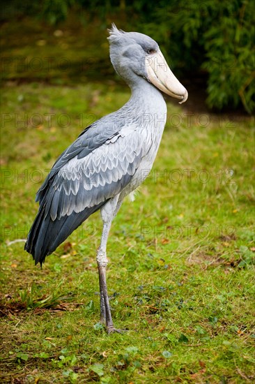 Shoebill Stork or Whale-headed Stork (Balaeniceps rex).