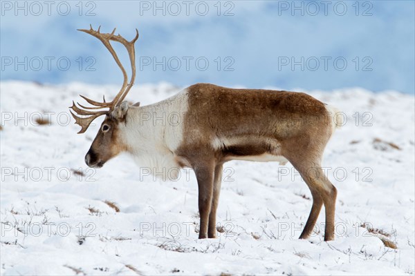 Caribou (Rangifer tarandus) bull stationary, on migration south through north slope Brooks Range, Alaska in October