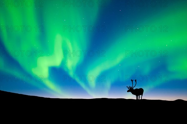 Caribou bull Rangifer tarandus silhouetted