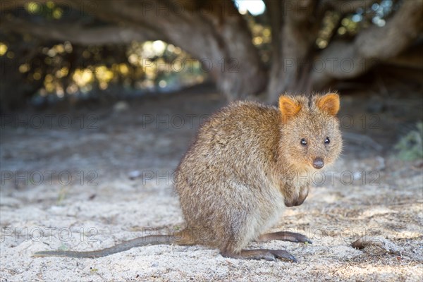 Quokka (Setonix brachyurus)