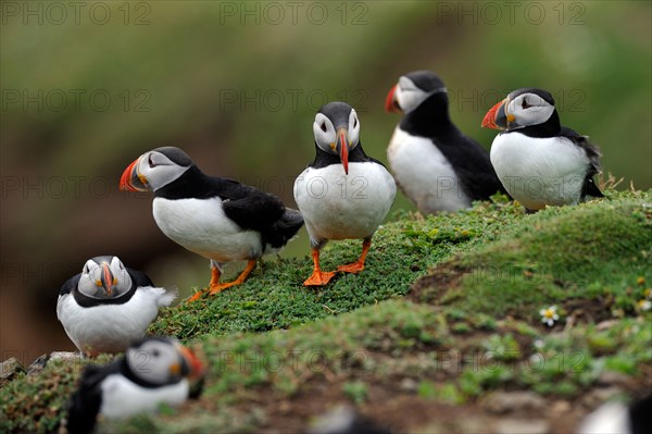 Puffins (Fratercula arctica)