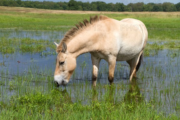 Przewalski's horse / Equus ferus przewalskii