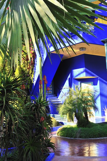 Vivid colours -cobalt blue and chrome yellow  adorn cacti pots and its house walls at the Majorelle Garden or Jardin Majorelle, Marrakesh, Morocco