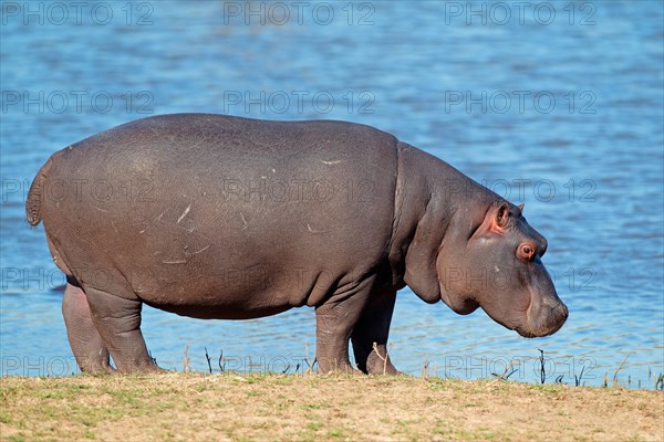 Hippopotamus (Hippopotamus amphibius), South Africa