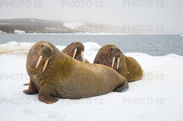 Greenland Sea, Norway, Svalbard Archipelago, Spitsbergen. Walrus, Odobenus rosmarus, group of adults rest on floating sea ice