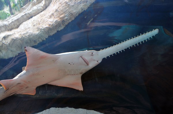 Sawfish in Aquarium