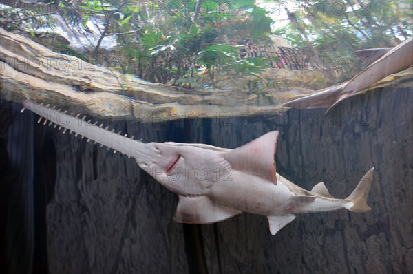 Sawfish in Aquarium