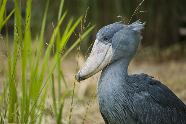 shoebill, balaeniceps rex