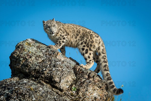 Snow Leopard looking down from cliffs edge