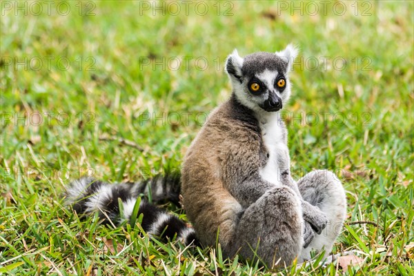 Lemur Catta (Maki) in the Nahampohana reserve, Madagascar
