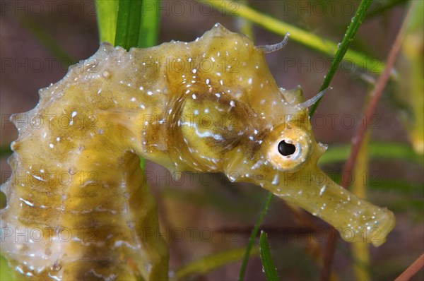 Short-snouted seahorse (Hippocampus hippocampus) Black sea, Crimea, Ukraine, Eastern Europe