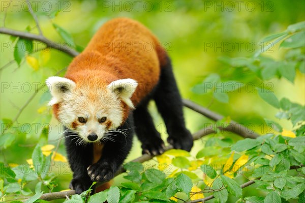 Red panda (Ailurus fulgens) in a tree