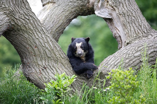 Spectacled bear resting on a tree