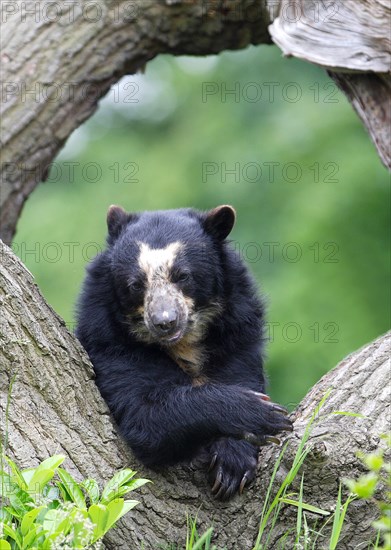 Spectacled bear resting on a tree