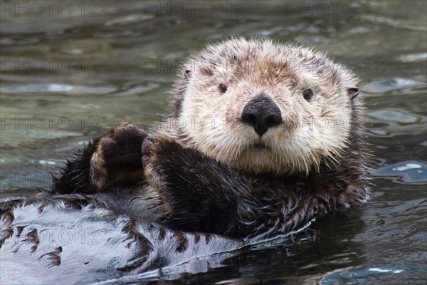 Sea Otter (closeup).(Enhydra lutris).