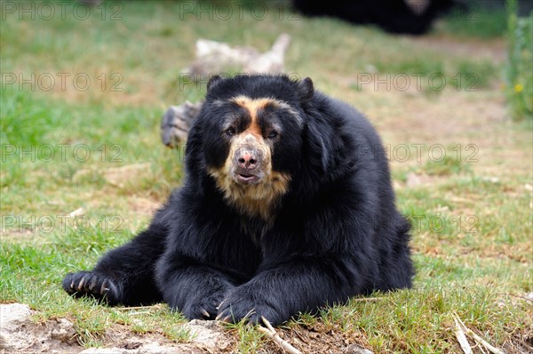 Andean spectacled bear (Tremarctos ornatus) in the Quito zoo, Ecuador