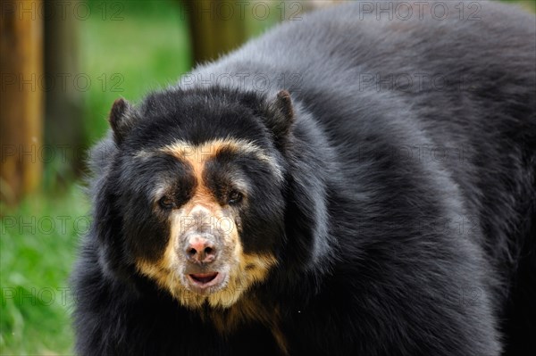 Andean spectacled bear (Tremarctos ornatus) in the Quito zoo, Ecuador