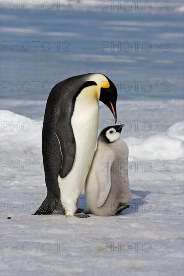 Emperor Penguin - Aptenodytes forsteri