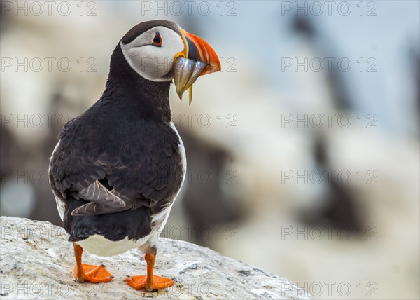 Atlantic Puffin :  Fratercula Arctica