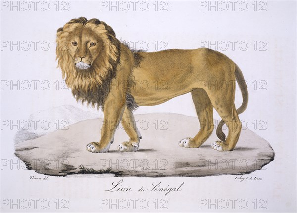 Panthera leo senegalensis, West African Lion