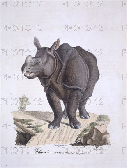 Rhinoceros unicornis, Indian rhinoceros