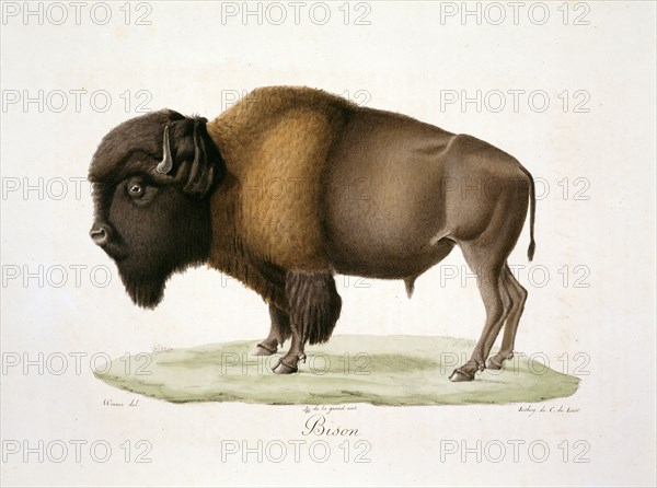 Bison bison, American bison