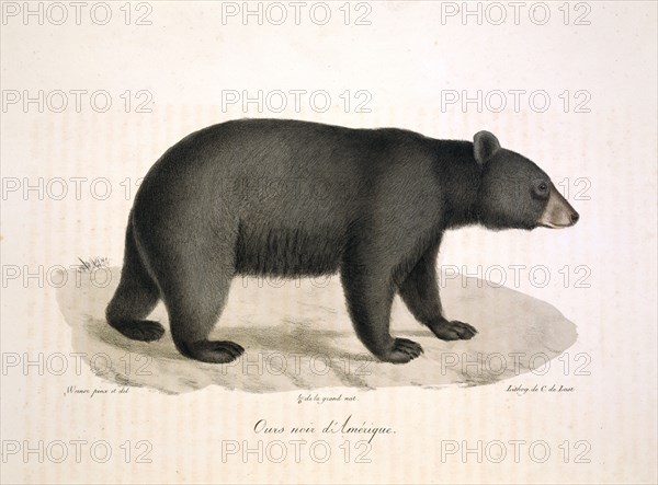 Ursus americanus, American black bear