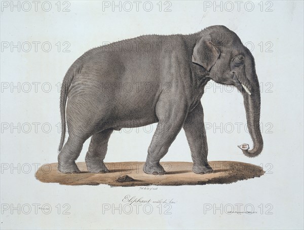 Elephas maximus, Asian elephant