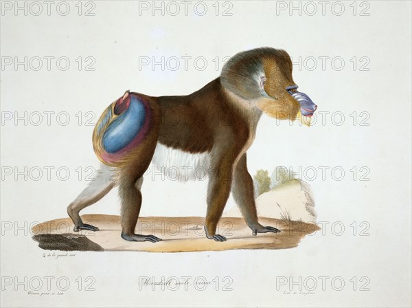 Mandrillus sphinx, mandrill