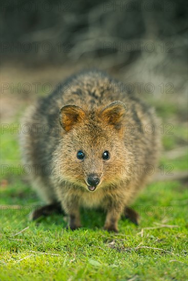 Quokka (Setonix brachyurus) Rottnest Island, Perth, Western Australia, ENDANGERED