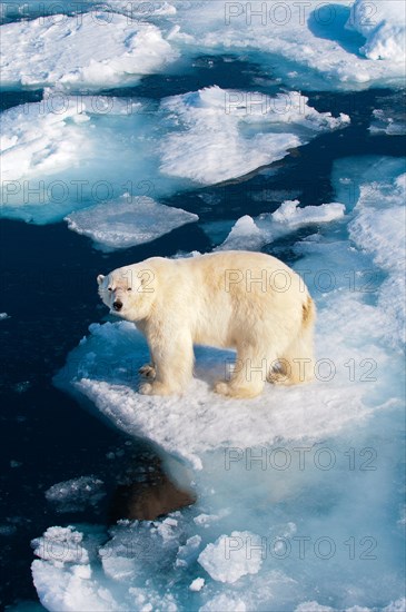Polar bear (Ursus maritimus) on pack ice, Svalbard Archipelago, Norwegian Arctic