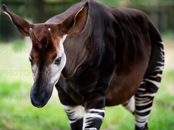 The okapi (Okapia johnstoni), known as the forest giraffe or zebra giraffe, is a close relative to the giraffe.