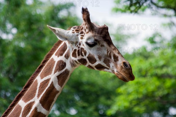 Giraffe (Giraffa camelopardalis)