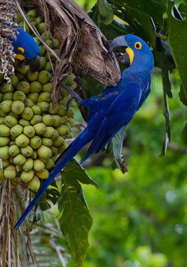 Hyacinth Macaw (Anodorhynchus hyacinthinus) feeding on palm nuts, Pantanal, Mato Grosso State, Brazil