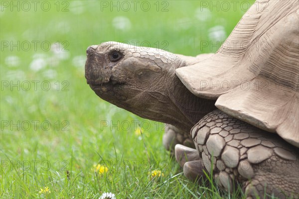 Wildlife, African spurred tortoise (Centrochelys sulcata) also known as a Sulcata Giant Tortoise.