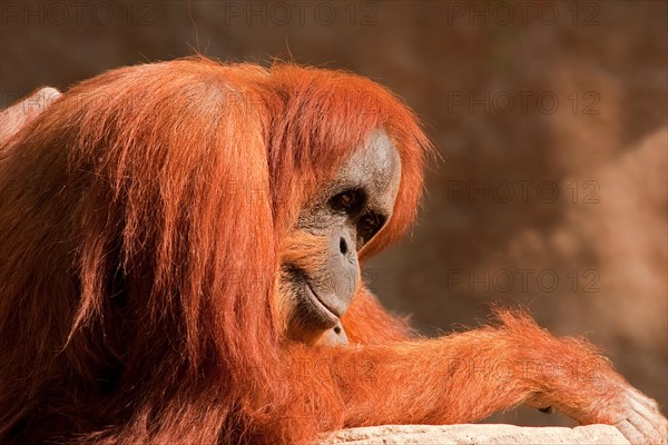 Bornean orangutan (Pongo pygmaeus)