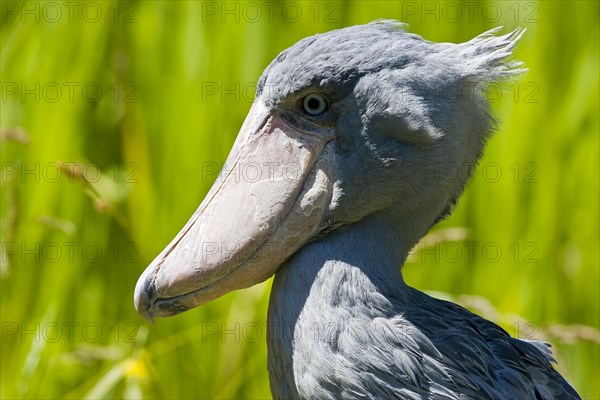 shoebill,(Balaeniceps rex)