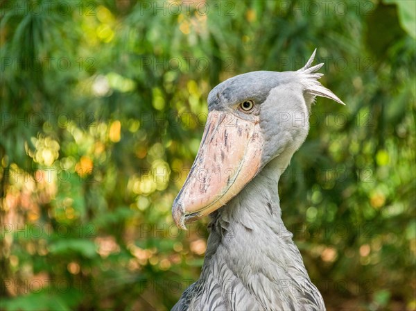 Shoebill Balaeniceps rex