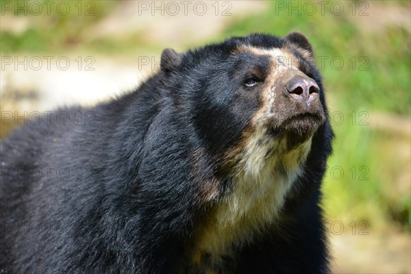 Portrait Andean bear (Tremarctos ornatus)