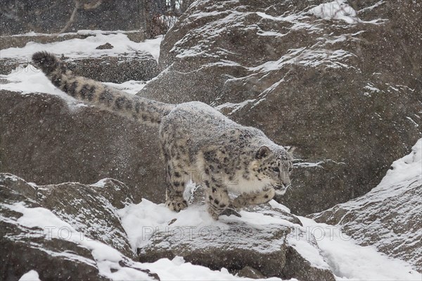 Snow Leopard- A young snow leopard takes a leap from a rock onto an unexpecting fellow snow leopard