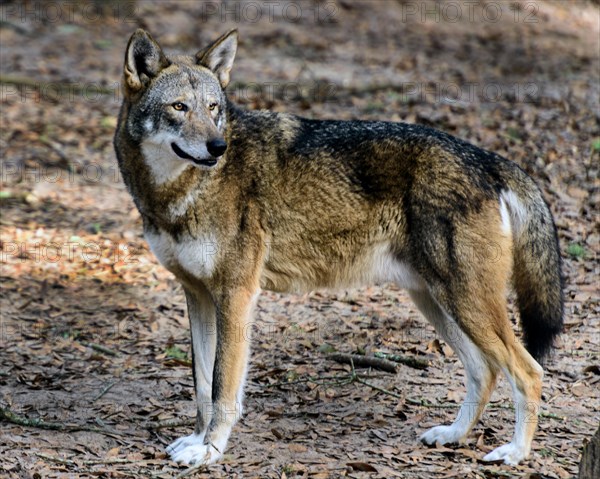 Red Wolf