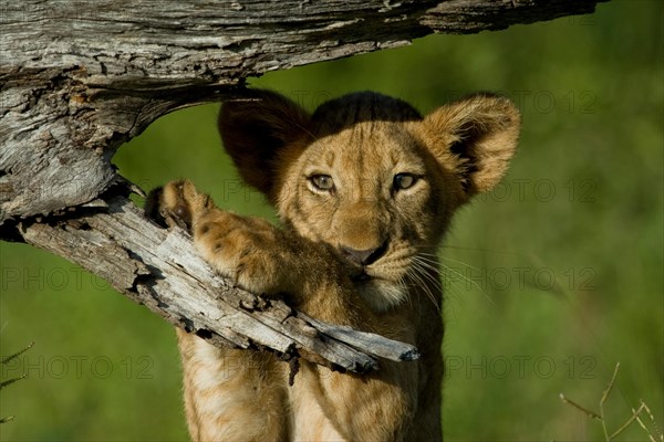 Lion cub standing up and using a fallen to support it's self.