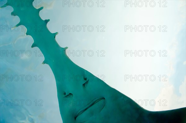 Saw of Sawfish in Aquarium