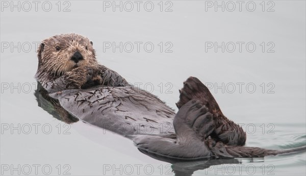 Sea otter (Enhydra lutris). Sea otters are one of the smallest of the Marine mammal family but one of the largest of the weasel